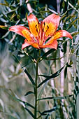 Salita al sasso Preguda - Giglio di San Giovanni (Lilium bulbiferum)